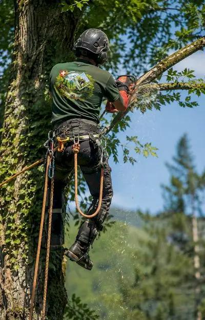 artisan élagueur en Haute-Savoie