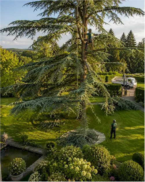 réduction couronne arbres département 74