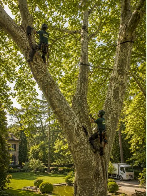 haubanage arbres Faucigny