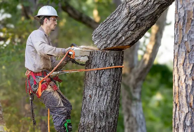 Dessouchage et abattage d'arbres dangereux – Mathieu élagage