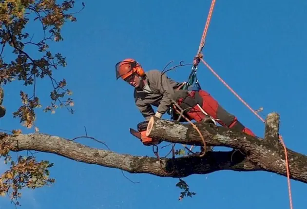 Mise en sécurité des arbres exposés au vent de la cluse – Mathieu élagage