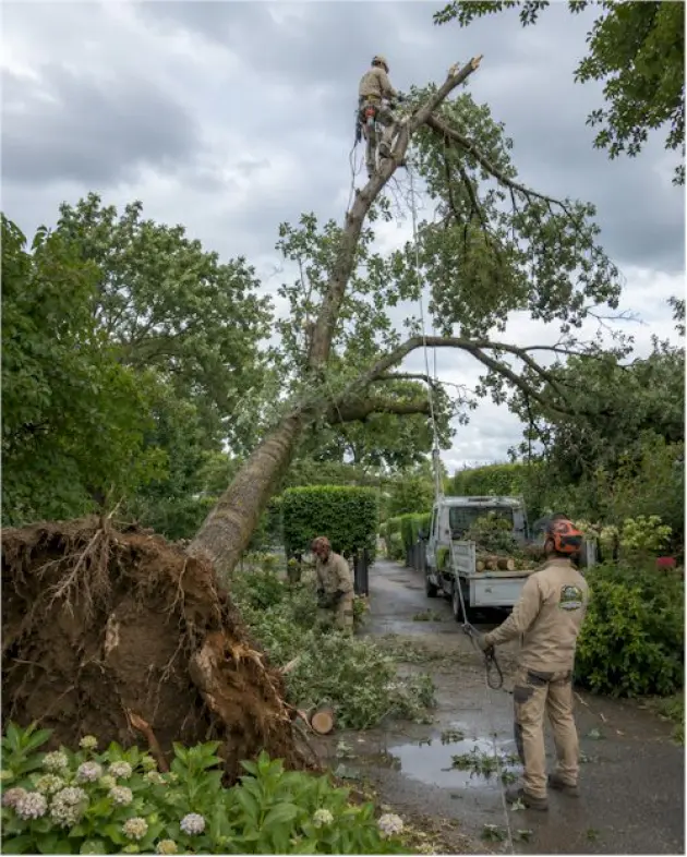 Arbre tombé après un épisode orageux à Vongy – Mathieu élagage