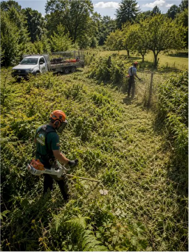 Dessouchage et abattage d'arbres dangereux – Mathieu élagage
