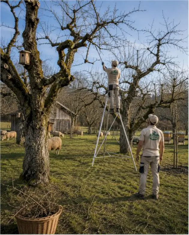 Suivi annuel de votre patrimoine arboré – Mathieu élagage